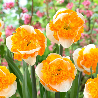 Narzisse - Swirl - Narcissus - Zweifarbige Blüten, Besonderer Akzent - 3 Blumenzwiebeln