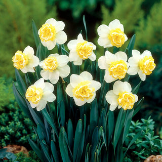 Narzisse - Wave - Narcissus - Sanfter Duft eines Frühlingsmorgens - 5 Blumenzwiebeln