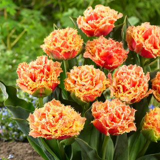 Tulpe - Brisbane - Tulipa - Auffällige Gefranste Tulpe - 5 Blumenzwiebeln
