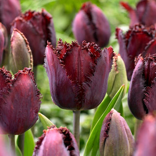 Tulpe - Black Jewel - Tulipa - Starker Akzent in Frühlingskomposition - 5 Blumenzwiebeln