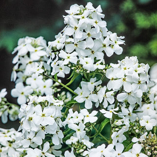 Dame's Rocket White - Haven for Butterflies and Bees - Hesperis matronalis - Premium Seeds