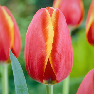 Tulpe - Worlds Friend - Tulipa - Seltenes Sammlerexemplar - 5 Blumenzwiebeln