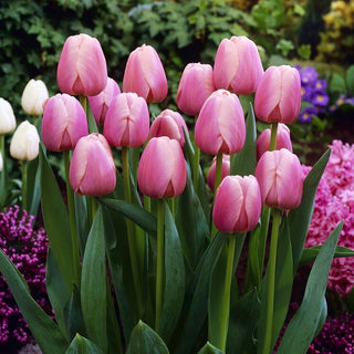 Tulpe - Ollioules - Tulipa - Eleganz und Tradition im Garten - 5 Blumenzwiebeln