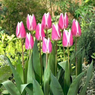 Tulpe - Early Surprise - Tulipa - Vielseitig für Garten und Terrasse - 5 Blumenzwiebeln