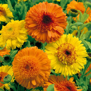 Ringelblume - Kablouna Mischung - Ideal Für Beete Und Kräutergärten - Calendula officinalis