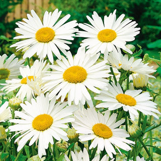 Weiße Margerite - Alaska - Klassisches Elegantes Weiß Für Beete - Chrysanthemum maximum