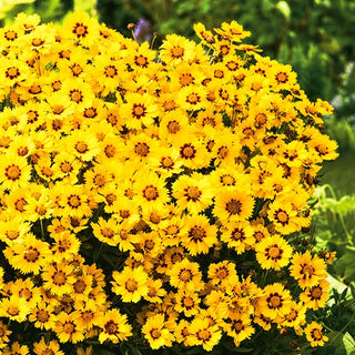 Mädchenauge - Baby Gold - Attraktiv Für Sommerbeete - Coreopsis lanceolata