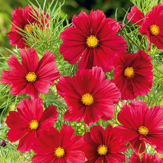 Schmuckkörbchen - Tetra Versailles Red - Einjährig, Zierend Im Garten - Cosmos bipinnatus