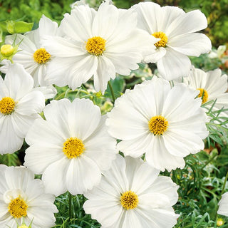 Schmuckkörbchen - Tetra Versailles White - Zieht Bestäuber An, Pflegeleicht - Cosmos bipinnatus