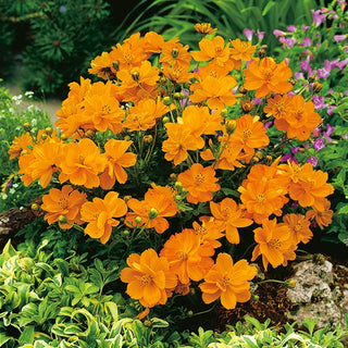 Zwerg Schmuckkörbchen - Carpet Orange - Perfekte Bienen- Und Schmetterlingsweide - Cosmos sulphureus