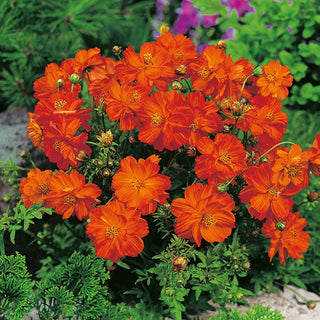 Zwerg Schmuckkörbchen - Carpet Red - Intensive Farbe, Reichblühend - Cosmos sulphureus