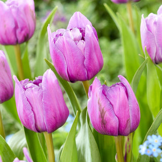 Tulpe - Dancing Passion - Tulipa - Mehrlagige Blütenblätter für Eleganz - 5 Blumenzwiebeln