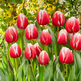 Tulpe - One Love - Tulipa - Ideal für Sträuße und Arrangements - 5 Blumenzwiebeln