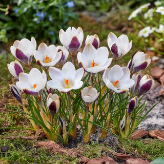 Krokus - Panda - Crocus - Geschätzt wegen interessanter Farbgebung - 10 Blumenzwiebeln