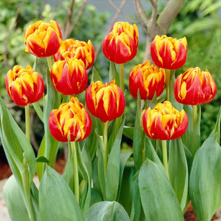 Tulpe - Cilesta - Tulipa - Zweifarbige Tulpe mit frischer Note - 5 Blumenzwiebeln