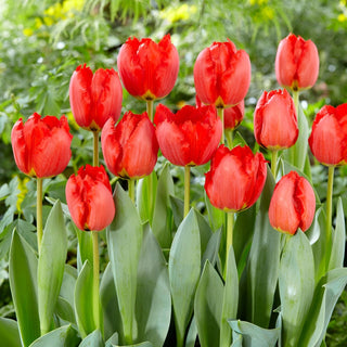 Tulpe - Crystal Beauty - Tulipa - Gefranste Blütenblätter, intensive Farbe - 5 Blumenzwiebeln