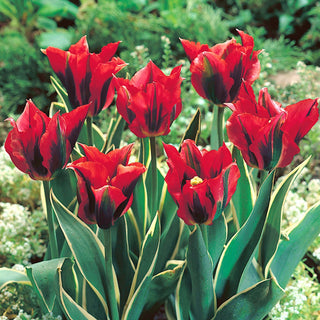 Tulpe - Hollywood Star - Tulipa - Tulpe voller Eleganz und bezaubernder Farben - 5 Blumenzwiebeln