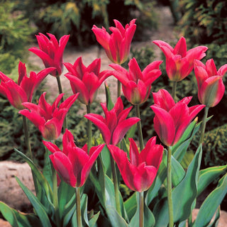 Tulpe - Pimpernel - Tulipa - Blüten mit langer Haltbarkeit - 5 Blumenzwiebeln