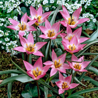 Tulpe - Aucheriana - Tulipa - Frühfrühlingshauch der Farben - 5 Blumenzwiebeln