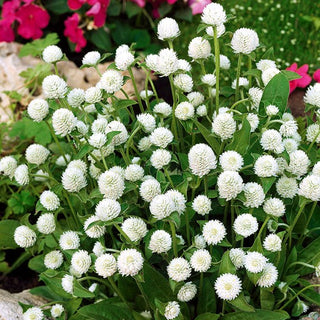 Kugelamarant - Weiße - Zartes Weiß Für Blumenarrangements - Gomphrena globosa