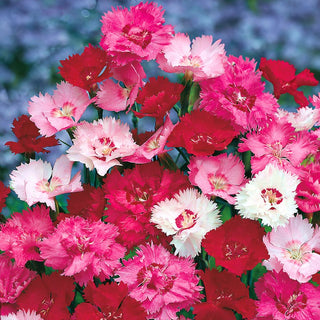 Federnelke - Mischung - Pastellfarbene Blüten, Perfekt Für Steingärten Und Beete - Dianthus plumarius