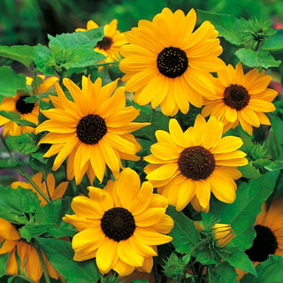 Sonnenblume - Stella - Besonderes Highlight Für Bauerngärten - Helianthus debilis