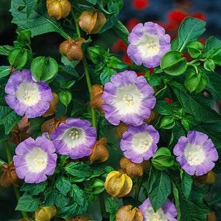 Shoo-Fly Plant - Lavender-Blue Flowers, Easy to Grow - Nicandra physalodes - Premium Seeds