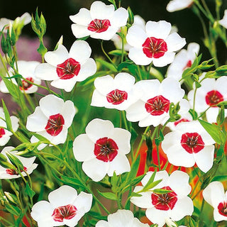 Roter Lein - Weiß mit Roter Mitte - Einfach Zu Kultivieren, Besonders Attraktiv - Linum grandiflorum
