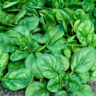 BIO Spinat Winterriesen - Kältetolerant, Frosthart