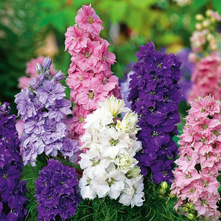 Sommer-Rittersporn - Hyazinthenblütige - Zwerg Mischung - Kompakte, Bunte, Mehrjährige Zierpflanze - Delphinium ajacis