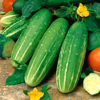 Gurke - Delikateß - Kleine Saftige Früchte, Früh Und Ertragreich