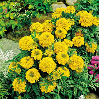 Zwerg Aufrechte Studentenblume - Cupido Gelb - Sonniger Farbtupfer Im Garten - Tagetes erecta