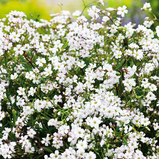 Zwerg-Schleierkraut - Weiße - Zarte Gartenverschönerung - Gypsophila repens