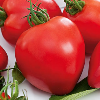 Tomate Herodes - Kräftiger Wuchs, Hoher Ertrag, Große Früchte