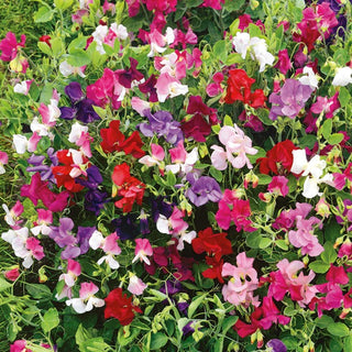 Edelwicke - Little Sweetheart - Blüten In Pastellfarben - Lathyrus odoratus