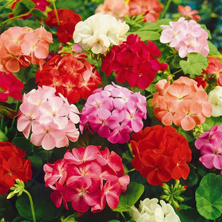 Geranie - Mischung - Vielfältige Farbpalette, Üppige Blüte - Pelargonium zonale