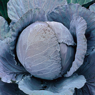 Rotkohl Rufus - Ertragreiche Herbstsorte