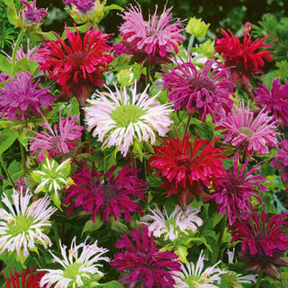 Indianernessel - Bienenfreundlich, Schmetterlingsmagnet - Monarda didyma
