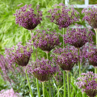 Zierlauch - Miami - Allium - Besonderer Charme des Sommergartens - 3 Blumenzwiebeln