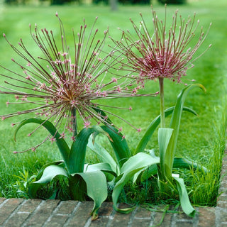 Schuberts Lauch - Allium - Schlanke ausladende Blütenstände