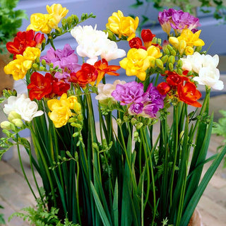 Freesie Gefüllt - Mischung - Freesia - Ideal Für Schnittblumensträuße - 10 Blumenzwiebeln