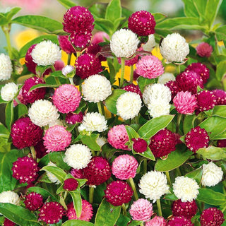 Kugelamarant - Mischung - Bunte Blütenkugeln - Gomphrena globosa