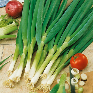 Lauchzwiebel Bajkal - Kräftiges Aroma, Besonders Würzig