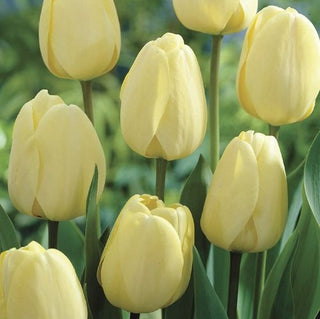Tulpe - Ivory Floradale - Tulipa - Natürliche Anmut im Beet - 5 Blumenzwiebeln