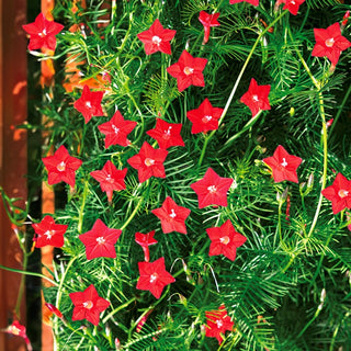 Gefiederte Sternwinde - Rot - Dekorative Sternblüten Für Pergolen - Ipomoea pennata