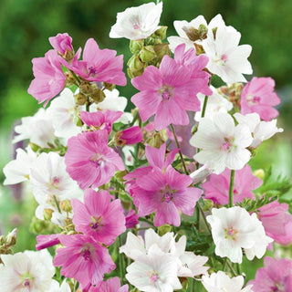 Moschus-Malve - Mischung - Pastellfarbene Blüten Den Ganzen Sommer - Malva moschata