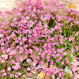 Zwerg-Schleierkraut - Rosa - Warmer Pastellfarbener Beetrand - Gypsophila repens