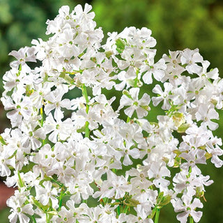 Gewöhnliche Pechnelke - Weiß - Lange Blütezeit, Pflegeleicht - Lychnis viscaria