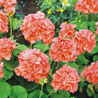 Geranie - Lachs - Perfekt Für Balkon Und Terrasse - Pelargonium zonale