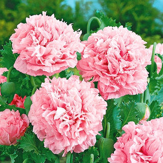 Päonienmohn - Hellrosa - Zarte Pastellene Eleganz - Papaver paeoniflorum